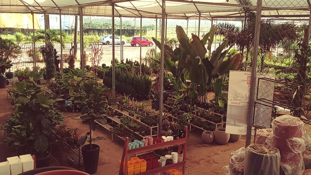 Floricultura Agrofeira - endereço, 🛒 comentários de clientes, horário de  funcionamento e número de telefone - Lojas em Marituba - Nicelocal.br.com